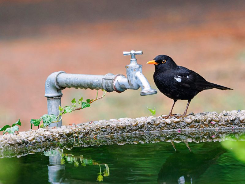 Trinkwasser-Technologie